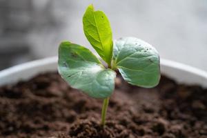 A small cotton tree plant begins to grow in the fertile soil. Concept of nature, environment, and natural environment preservation photo