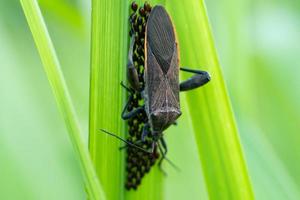 Leaf Footed bugs  guard their eggs in the leaves. Macro shoot photo