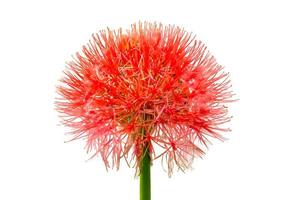 Scadoxus Multiflorus growing in a garden with blurred background. Macro shot photo