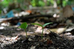 verde brote plantas comienzo creciente desde semilla en orgánico suelo foto
