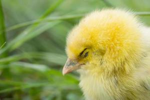 Chicks are sick on the farm. Macro shoot photo