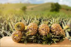 Pineapple fruit in a basket on a wooden table during harvest season in the garden. Product display. Organic farming concept. photo