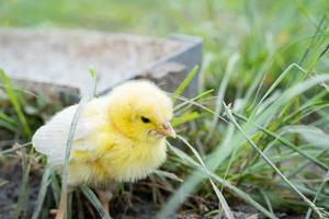 Chicks are sick on the farm. Macro shoot photo