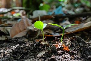 verde brote plantas comienzo creciente desde semilla en orgánico suelo foto