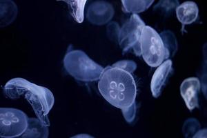 grupo de transparente jalea pescado brillante en el oscuro. Medusa nadar mediante el oscuro océano. peligroso Medusa antecedentes foto