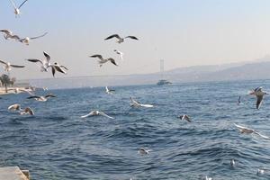 bósforo paisaje mar con un Embarcacion y un hermosa cielo con volador gaviotas en Estanbul Turquía foto