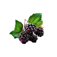 Blackberry cut out png, Blackberry on transparent background png
