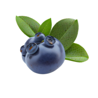 Blaubeere Schnitt aus png, Blaubeere auf transparent Hintergrund png