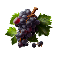 Bunch of grapes on png transparent background