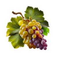 Bunch of grapes on png transparent background