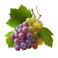 Bunch of grapes on png transparent background