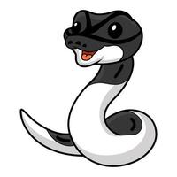 Cute panda pied ball python cartoon vector