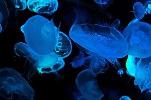 Group of transparent jelly fish glowing in the dark with blue and turquoise neon light. Jellyfish swim through the dark ocean. Dangerous jellyfish background photo