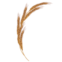 wheat ears composition png