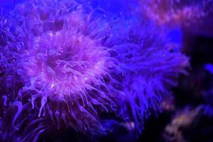 Anemone coral, home of Clownfish. animal simbyosis life. Underwater marine flora. aqua plants, coral reef, seaweed ocean plants phytoplankton, algae, laminaria, sea moss tropical sea plant photo