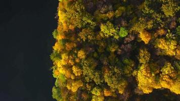 Aerial view of the lake and the bright autumn forest on its shore. Forest is reflected on the surface of the lake video