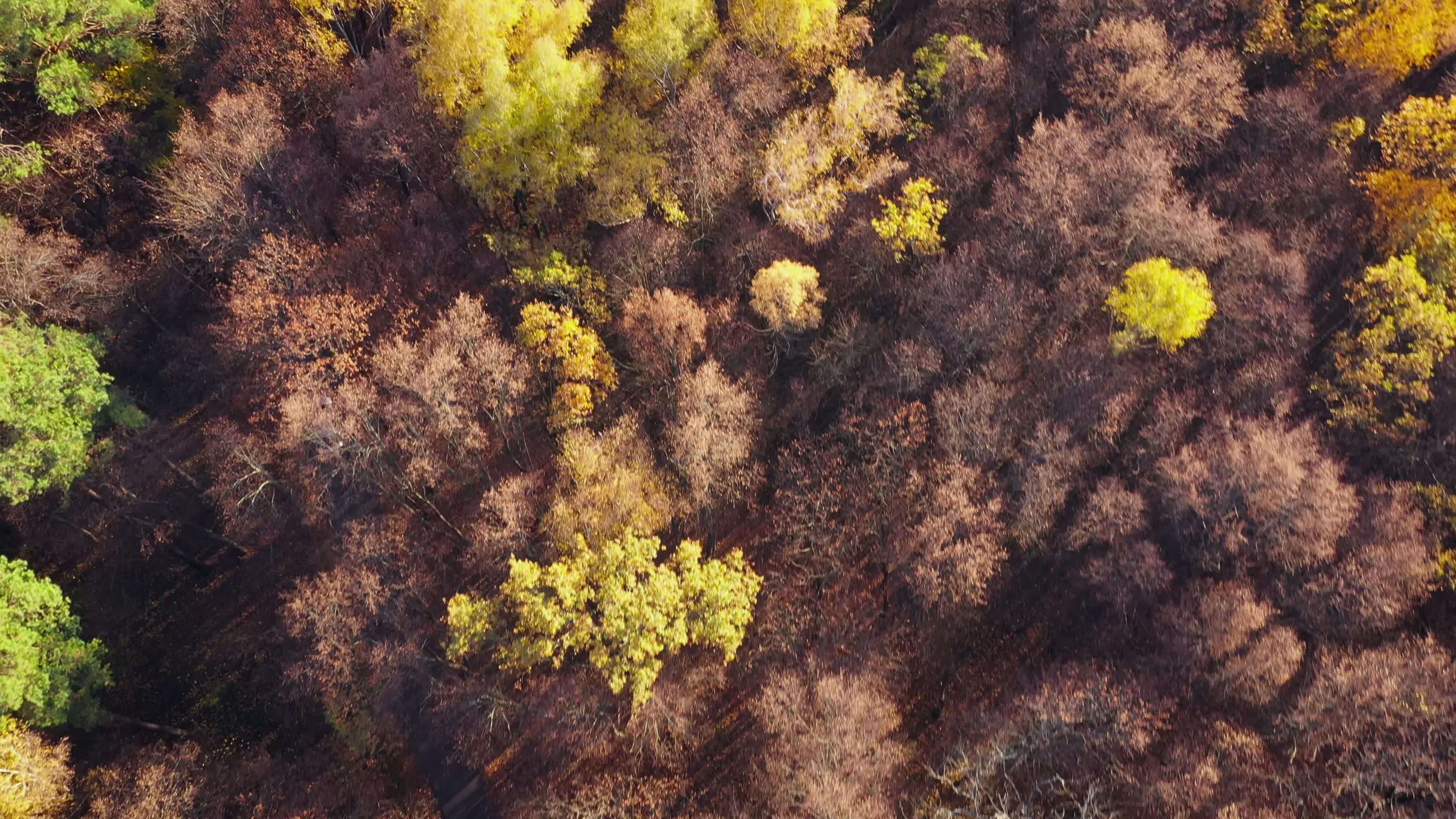 Aerial view on car driving through autumn forest road. Scenic autumn