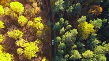 aereo Visualizza su auto guida attraverso autunno foresta strada. panoramico autunno paesaggio video