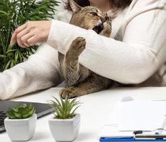 un gato gris adulto divertido evita que el trabajador independiente trabaje en la computadora portátil. el animal muerde la mano. falta de atención a las mascotas foto