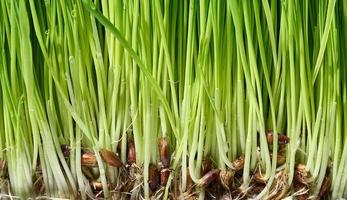 Green wheat sprouts with water drops, macro photo