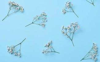 Gypsophilia branch with white flowers on a blue background, top view photo