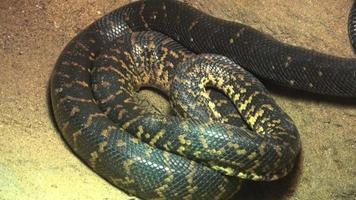 A selective focus shot of a Chilabothrus angulifer snake. Cuban boa video