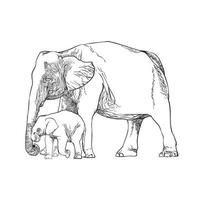 línea dibujo de elefante y elefante becerro vector