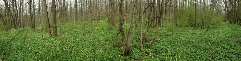 Magic spring forest in Ukraine photo