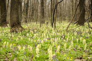 Magic spring forest in Ukraine photo