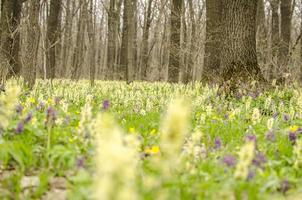 Magic spring forest in Ukraine photo