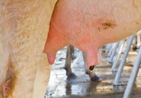 Cow udder in farm photo