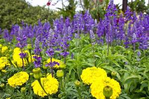 Violet  flowers in garden photo