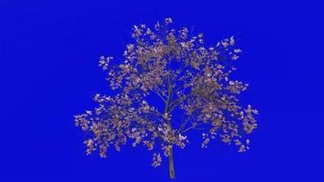 albero animazione - magnolia denudata - giglio - yulan magnolia - verde schermo croma chiave - rosa - medio 1a video