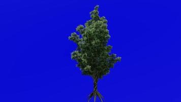 Tree plants animation - sourwood, sorrel tree - oxydendrum - green screen chroma key - flower - 1c video