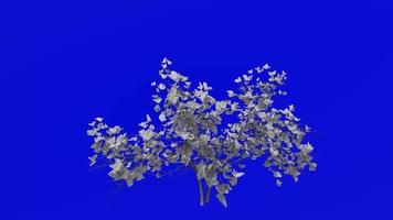 arbre animation - magnolia denudata - arbre de lys - Yulan magnolia - vert écran chrominance clé - blanc - petit - 2b video