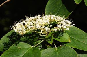 white flower on the vine among green leaves close-up on a summer day photo