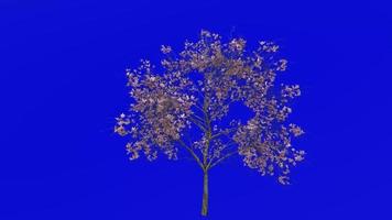 Tree Animation - magnolia denudata - lilytree - yulan magnolia - green screen chroma key - pink - medium 1b video