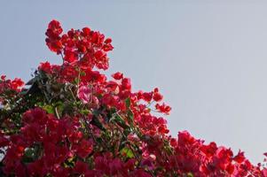 delicate red flowers bougainvillea of the bush close-up photo