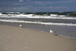 calm sea landscape on the beach of the Baltic Sea in Poland with seagulls on a sunny day photo