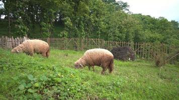 The sheep feeding grass on the green hills when spring season. The video is suitable to use for farm content media, and animal conservation footage.