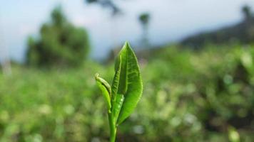vert thé feuille avec vent mouvement lorsque printemps saison. le métrage est adapté à utilisation pour la nature Voyage métrage et vert thé La publicité images. video