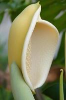 exotic flower growing in a botanical garden on the Spanish island of Tenerife on a summer warm sunny day photo