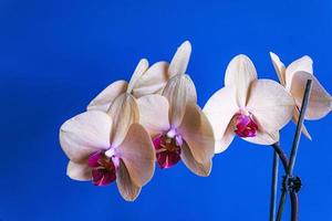 amarillo orquídea en un azul antecedentes en de cerca foto