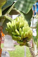 healthy ripe bananas on a tree among green leaves photo