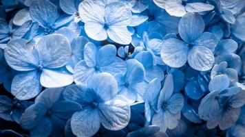 Texture and surface of Hydrangea flower when spring season on high ground. The photo is suitable to use for nature background and botanical content media.