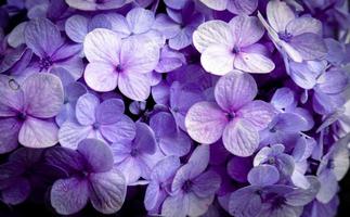 Texture and surface of Hydrangea flower when spring season on high ground. The photo is suitable to use for nature background and botanical content media.