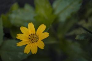 Yellow wild flower when blossoming in springtime. The photo is suitable to use for nature background and botanical content media.