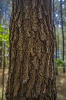 Texture and surface of pine tree trunk when rain season on Jepara Central Java. The photo is suitable to use for nature background and botanical content media.