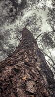 Texture and surface of pine tree trunk when rain season on Jepara Central Java. The photo is suitable to use for nature background and botanical content media.