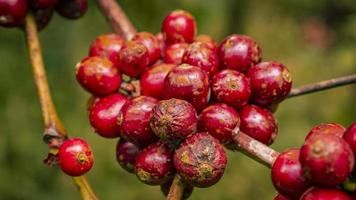 Red coffee bean on the green garden when springtime. The photo is suitable to use for nature background and botanical content media.